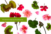20 High Res Geranium PNGs, an Object Graphic by Memow Studio (Thumbnail 4 of 7)