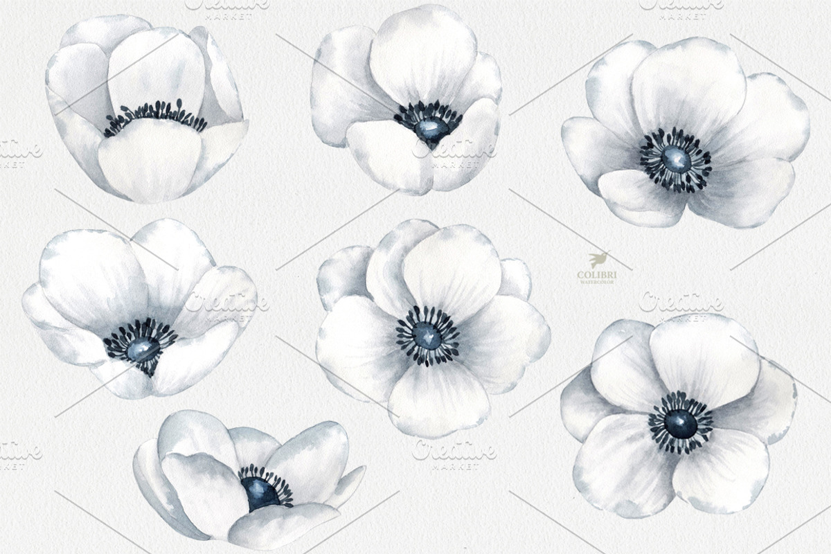 Floral Clipart. Anemones watercolor, an Illustration by Colibri Watercolor (Photo 2 of 3)