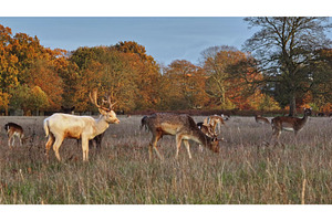 Fallow deer grazing in field during, an Animal Photo by Goinyk