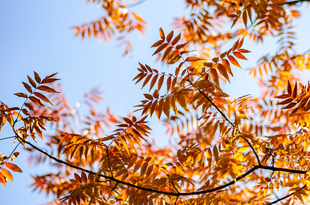 Autumnal red and yellow leaves, a Nature Photo by Anna Bogush