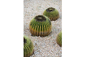 Golden Barrel Cacti growing in a, a Nature Photo by volodymyrshtun13795