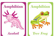 Amphibians Flash Cards For Kids, a Card Template by DigitalsDesigns (Thumbnail 6 of 6)