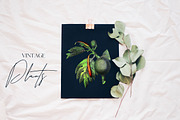 Vintage Jungle - Botany Tropical Set, an Object Graphic by Kaleriia (Thumbnail 9 of 12)