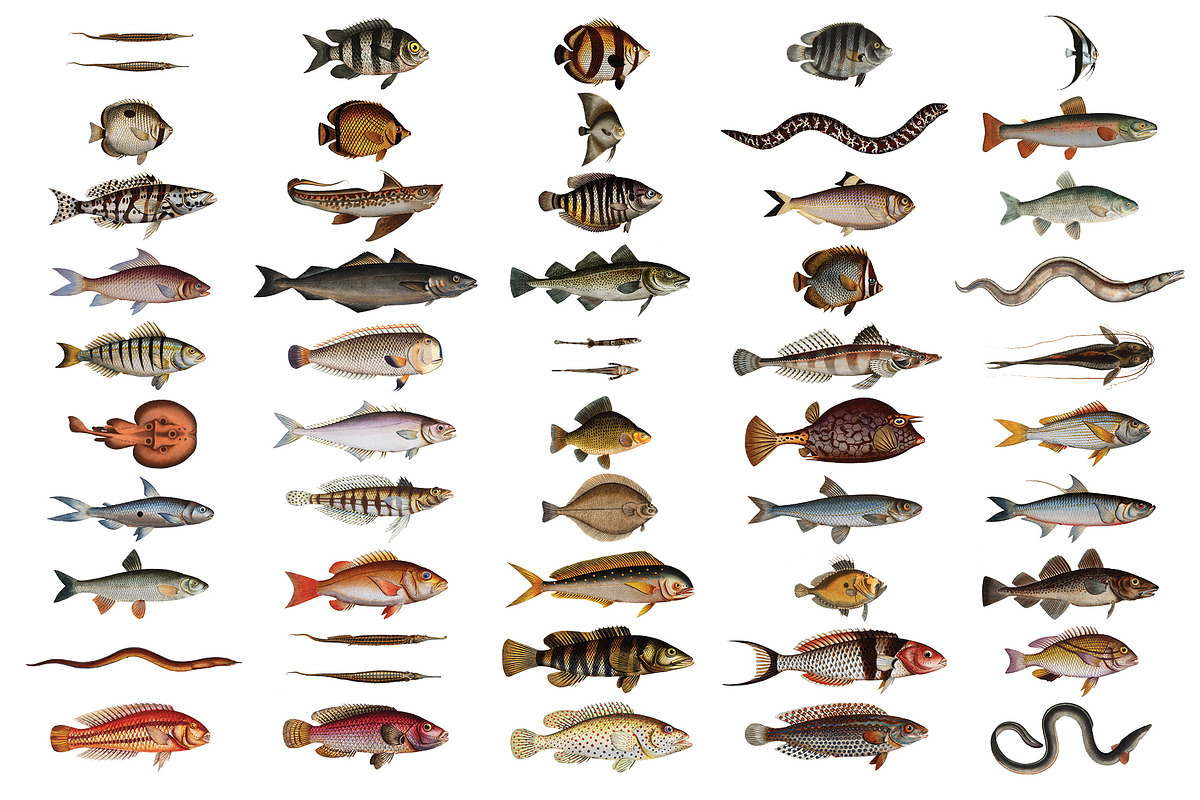 500+ Vintage Fish Illustrations, an Illustration by Dene Studios (Photo 6 of 15)