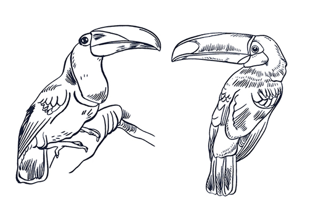 TOUCAN, an Animal Illustration by Tanya Akhmett (Photo 2 of 11)
