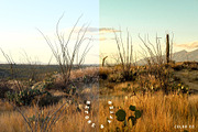 Mesquite Lightroom Presets, a Brushes & More by Cactus Country (Thumbnail 5 of 11)
