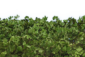 Isolated photo of green tree canopy, a Nature Photo by DanFLCreativo