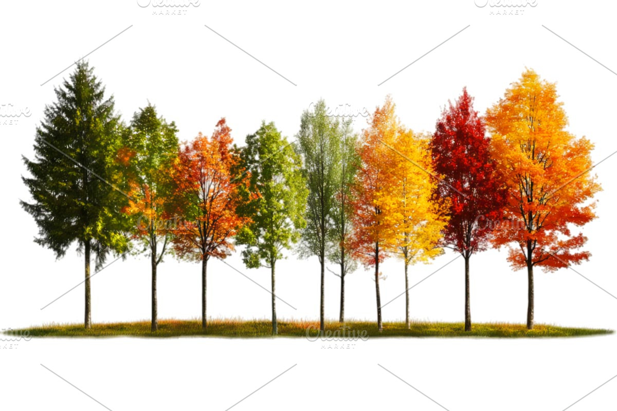 autumn season trees PNG, a Seasonal Illustration by VetalStock (Photo 1 of 3)