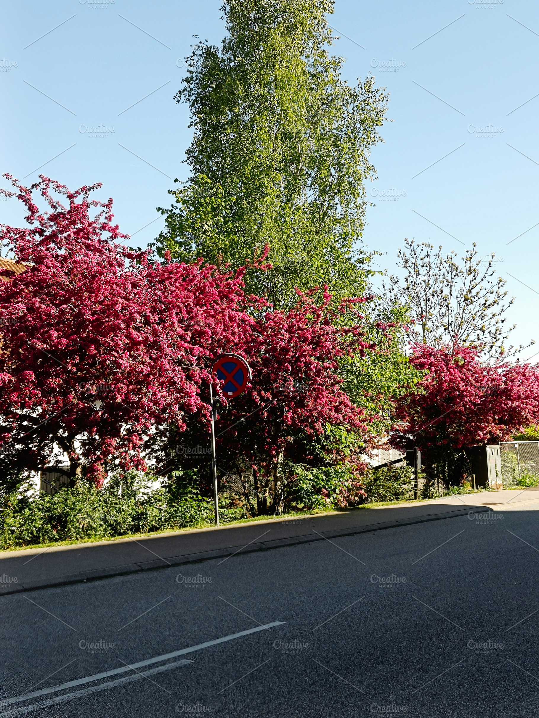 Lush blooming trees along a quiet street on a sunny day. Copenhagen, Denmark., a Photo by AS photostudio