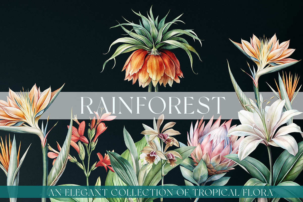 Tropical rainforest clip art set, a Seasonal Illustration by FleurArt (Photo 1 of 12)