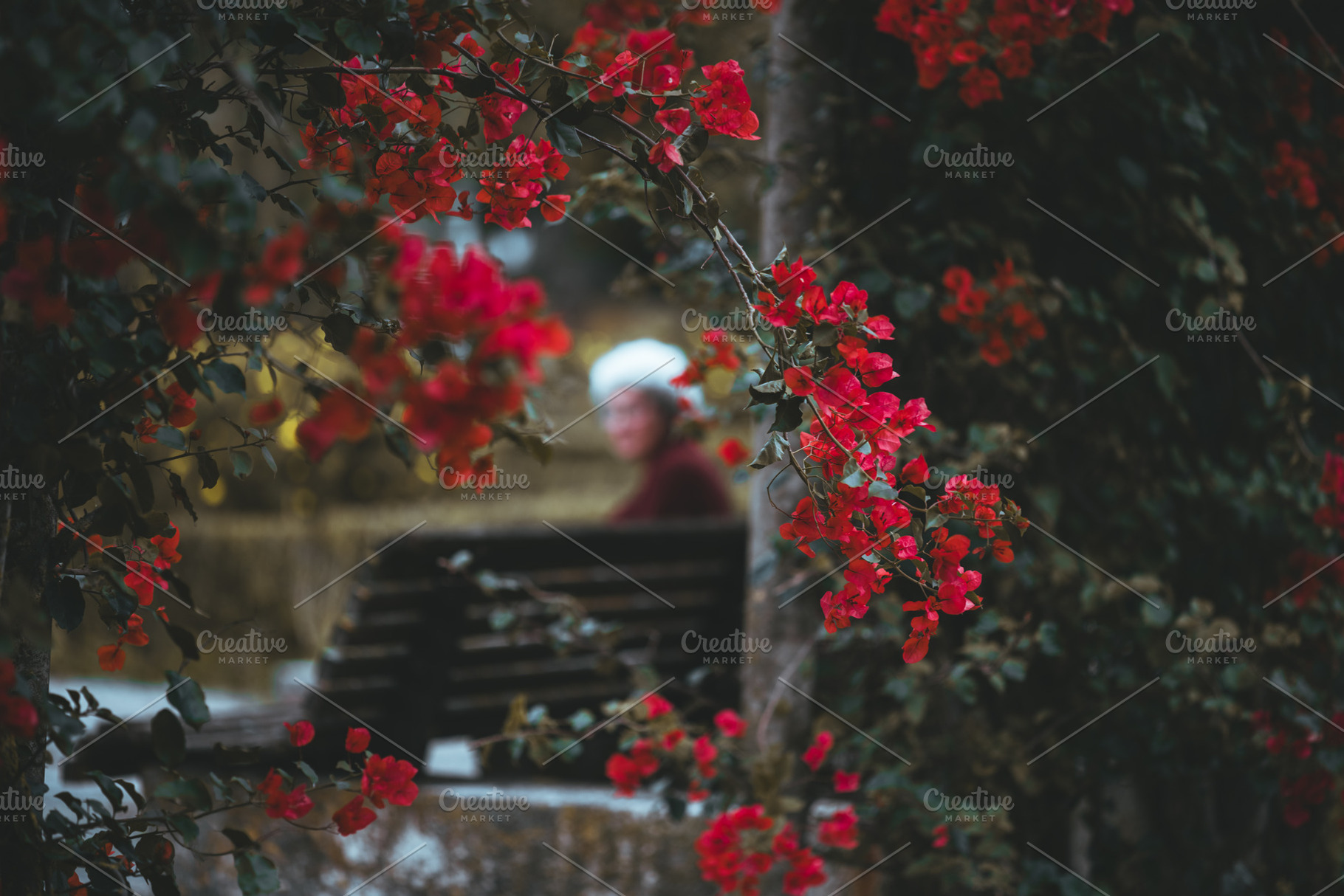 Red bougainvillea, blurred lady, a Person Photo by SkyNext