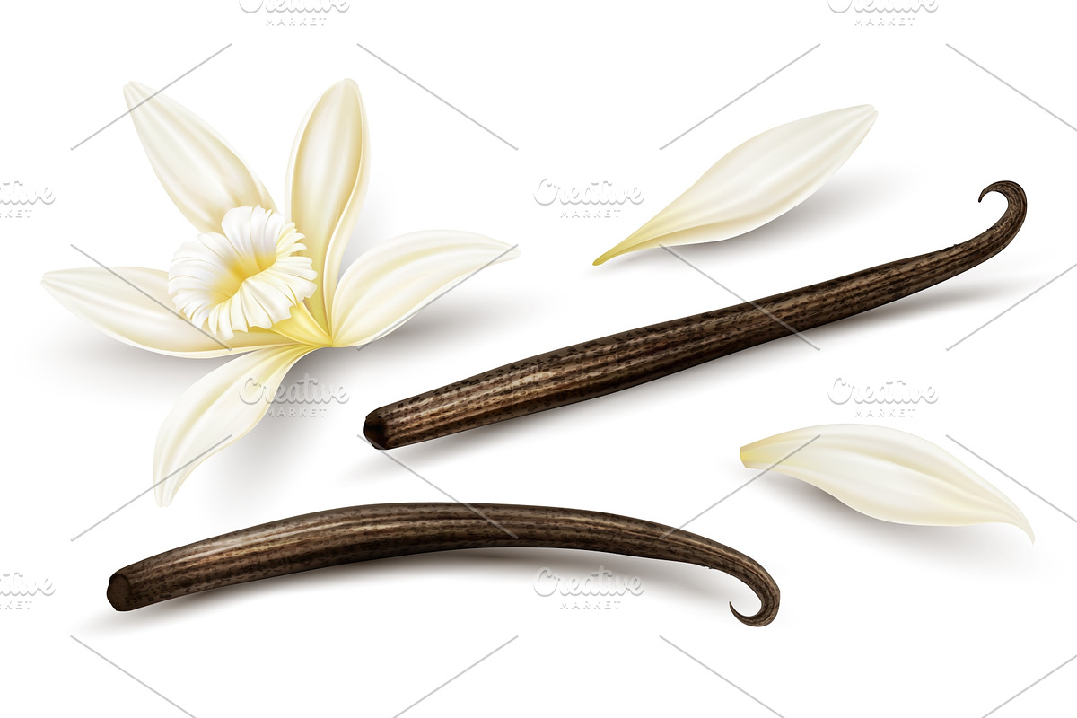Set of vanilla flower dried sticks., a Food Illustration by LoopAll