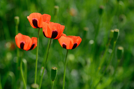 Chamomile flowers containing flowers, chamomile, and matricaria preview 6