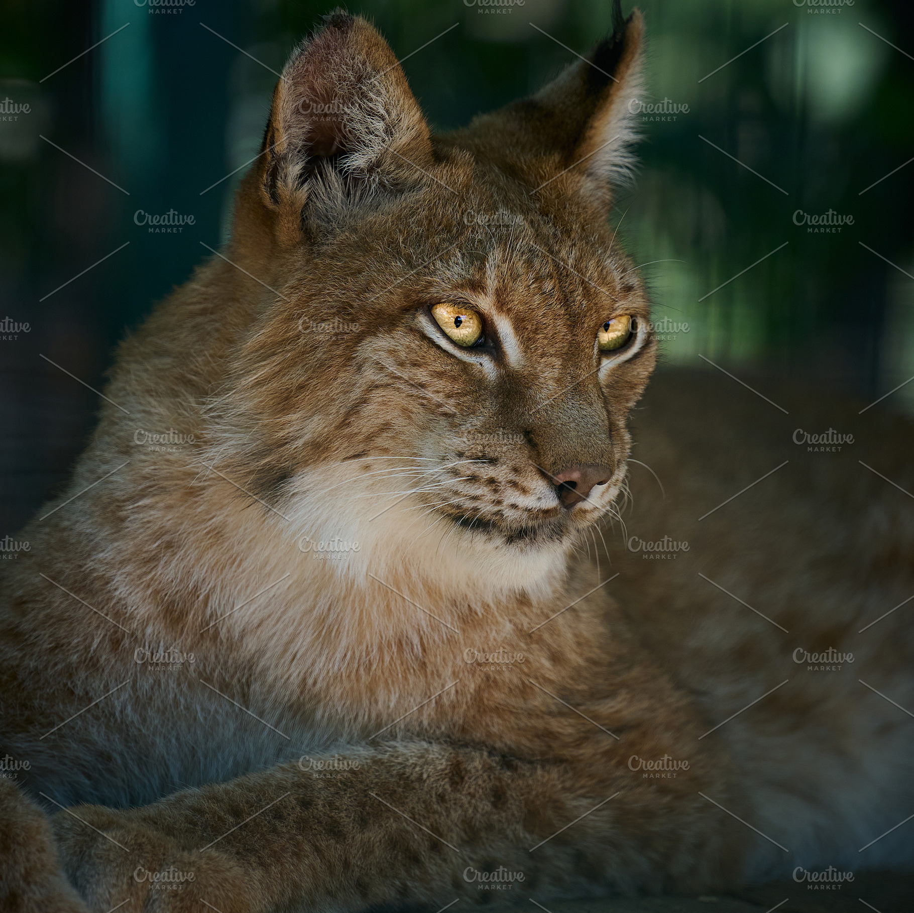 Portrait of a lynx with expressive yellow eyes and distinctive e, an Animal Photo by ndanko