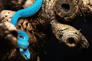 Venomous Blue Snake on a Dry Branch, an Animal Photo by Perpis