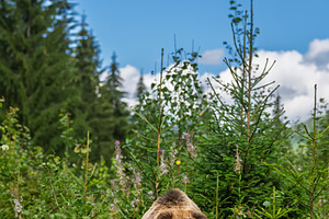 Grizzly bear walking through a lush green forest with tall trees, an Animal Photo by Byrdyak