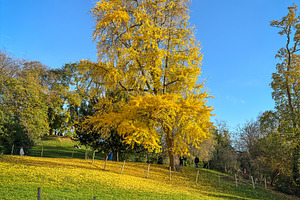 Golden Ginkgo biloba tree in Buttes Chaumont, Paris, France, a Nature Photo by GoodGoods