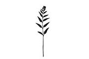 Botanical bundle - svg, png, a Decorative Illustration by Watercolor_Vector Graphic (Thumbnail 12 of 26)