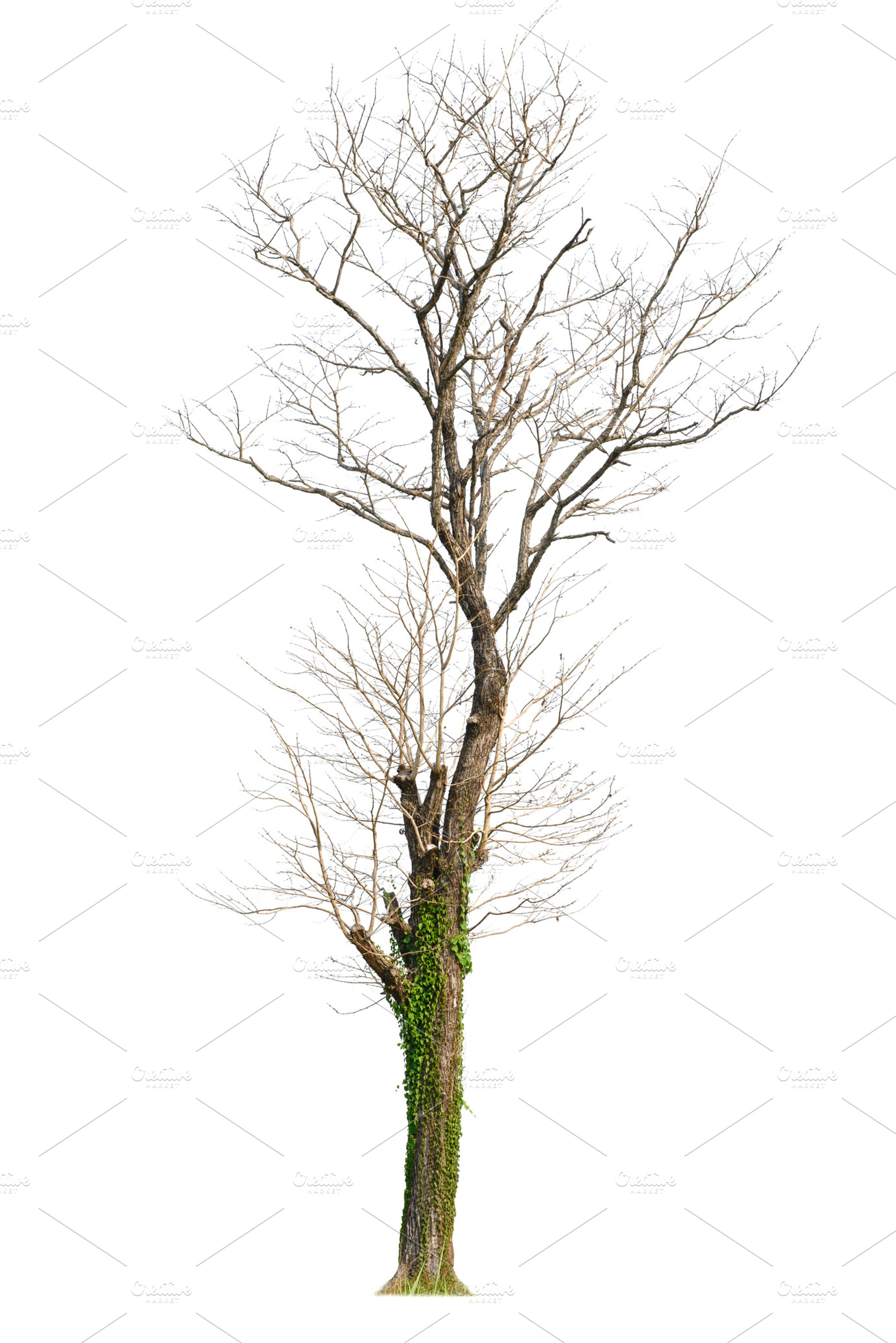 Tree on white background, a Background Photo by Looker_Studio