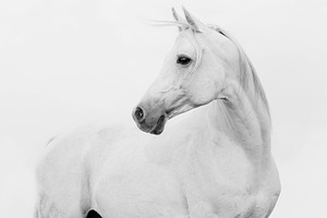 White arabian horse in high key