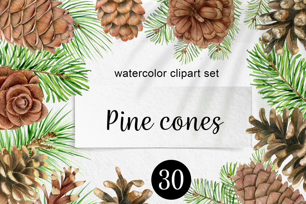Watercolor pine cones clipart set, an Illustration by svetodesign (Photo 1 of 9)