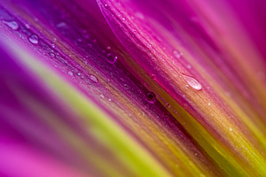 Macro close-up of vibrant pink and y, a Nature Photo by professorinc