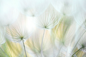 Dandelion 7