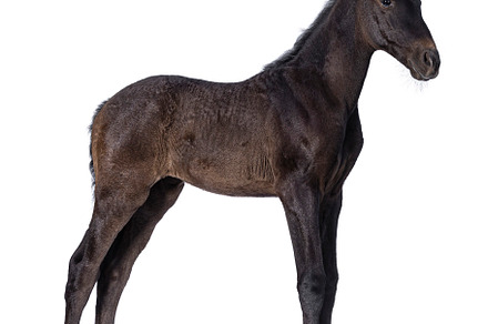 Andalusian horse foal on white background, an Animal Photo by Cat'chy Images by Nynke
