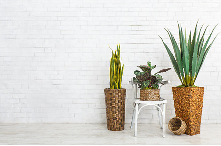Houseplants and the chair over brick containing brick, copy space, and design, an Architecture Photo by Prostock-Studio