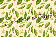 Avocado in botanical style, a Food Illustration by Ann Astro (Thumbnail 11 of 13)