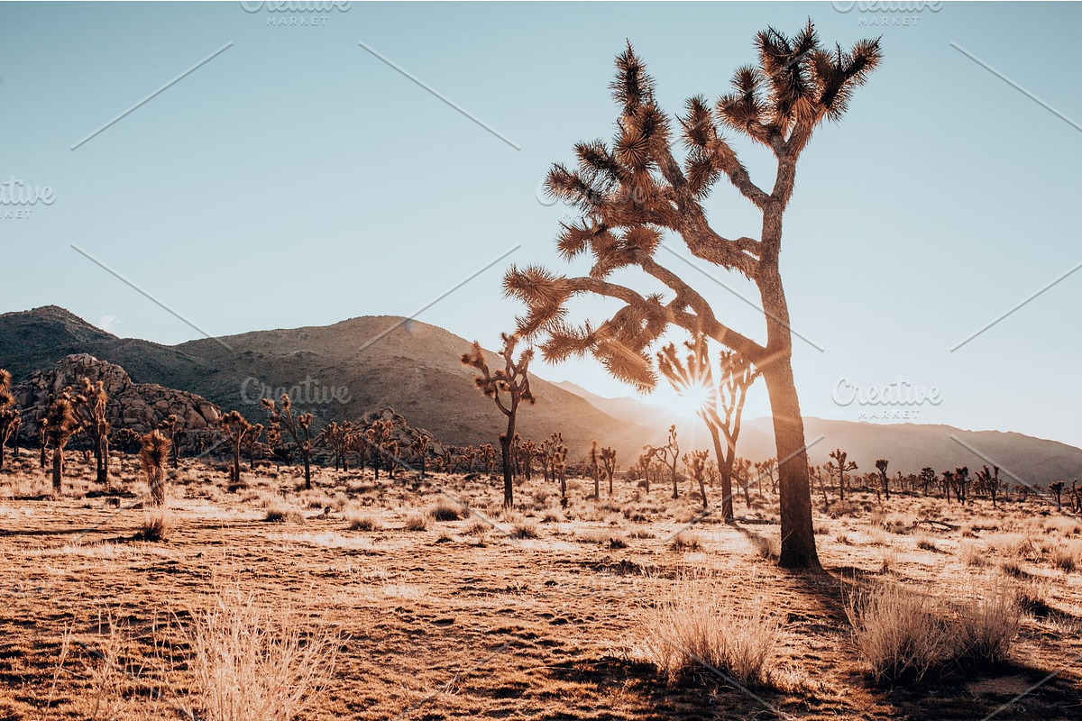 Joshua Tree Desert Wall Art, a Background Photo by Munopia (Photo 10 of 10)