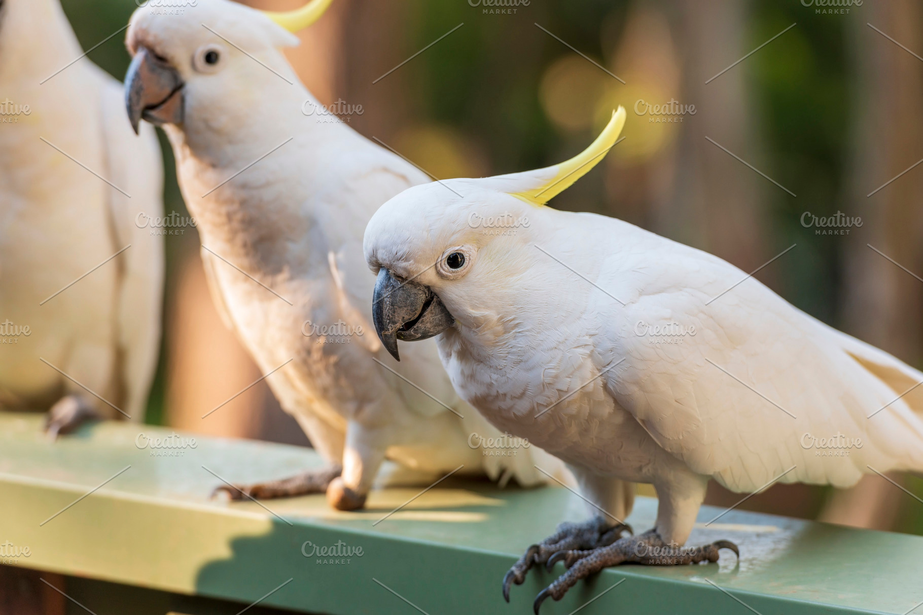 Flock Of Cockatoos, an Animal Photo by THP Creative