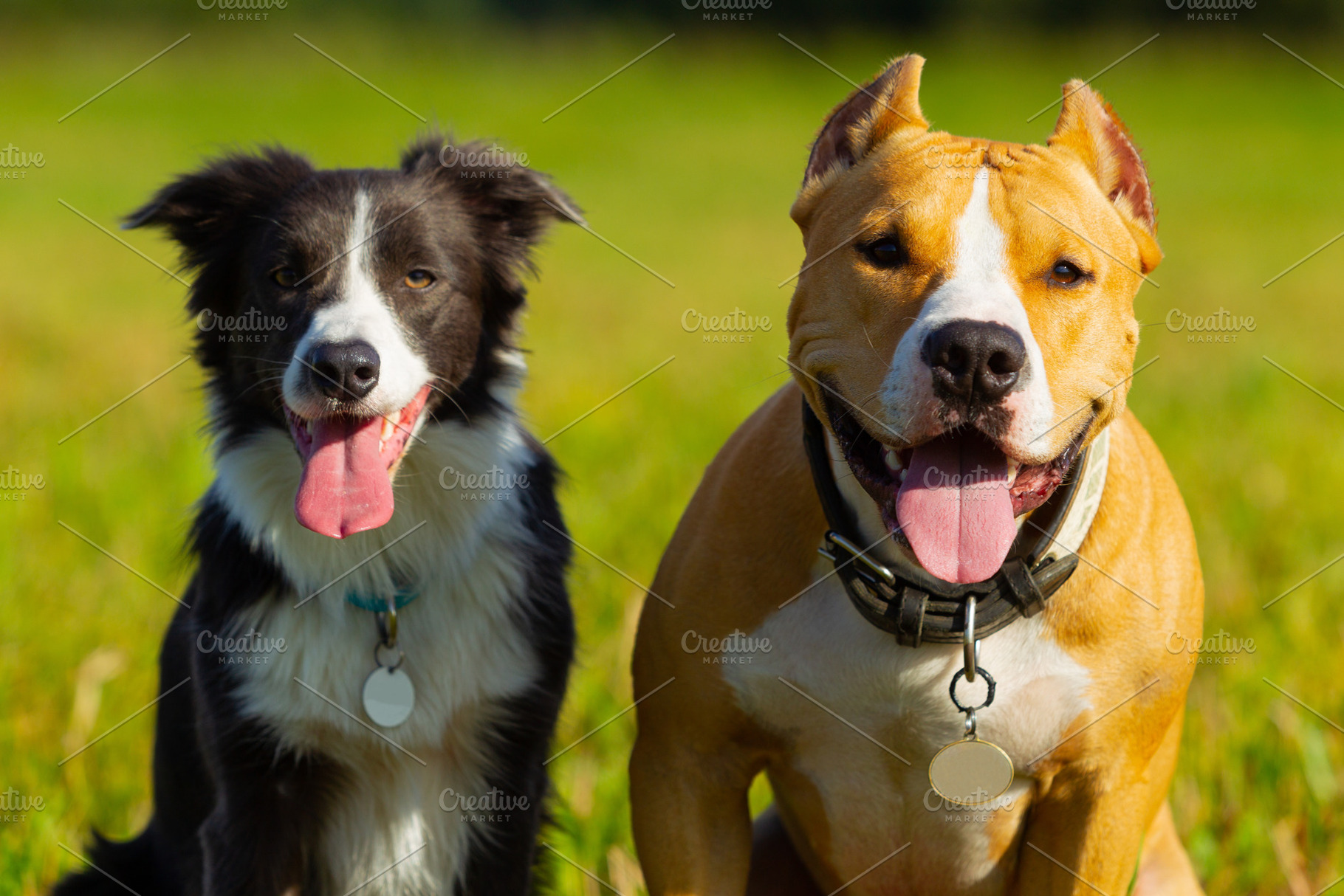 Friends dogs staffordshire terrier containing dog, animal, and pet, an Animal Photo by oleghz
