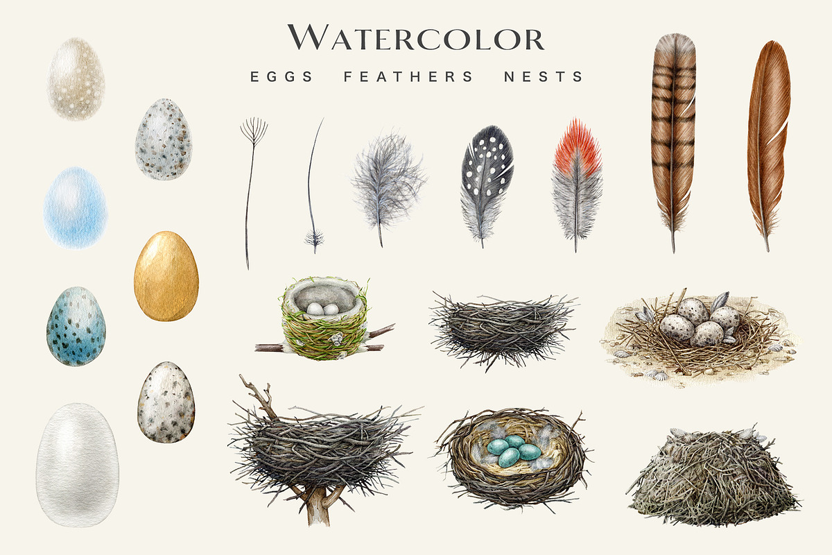 Birds Watercolor Painted Set, an Animal Illustration by AnitaPol (Photo 14 of 18)