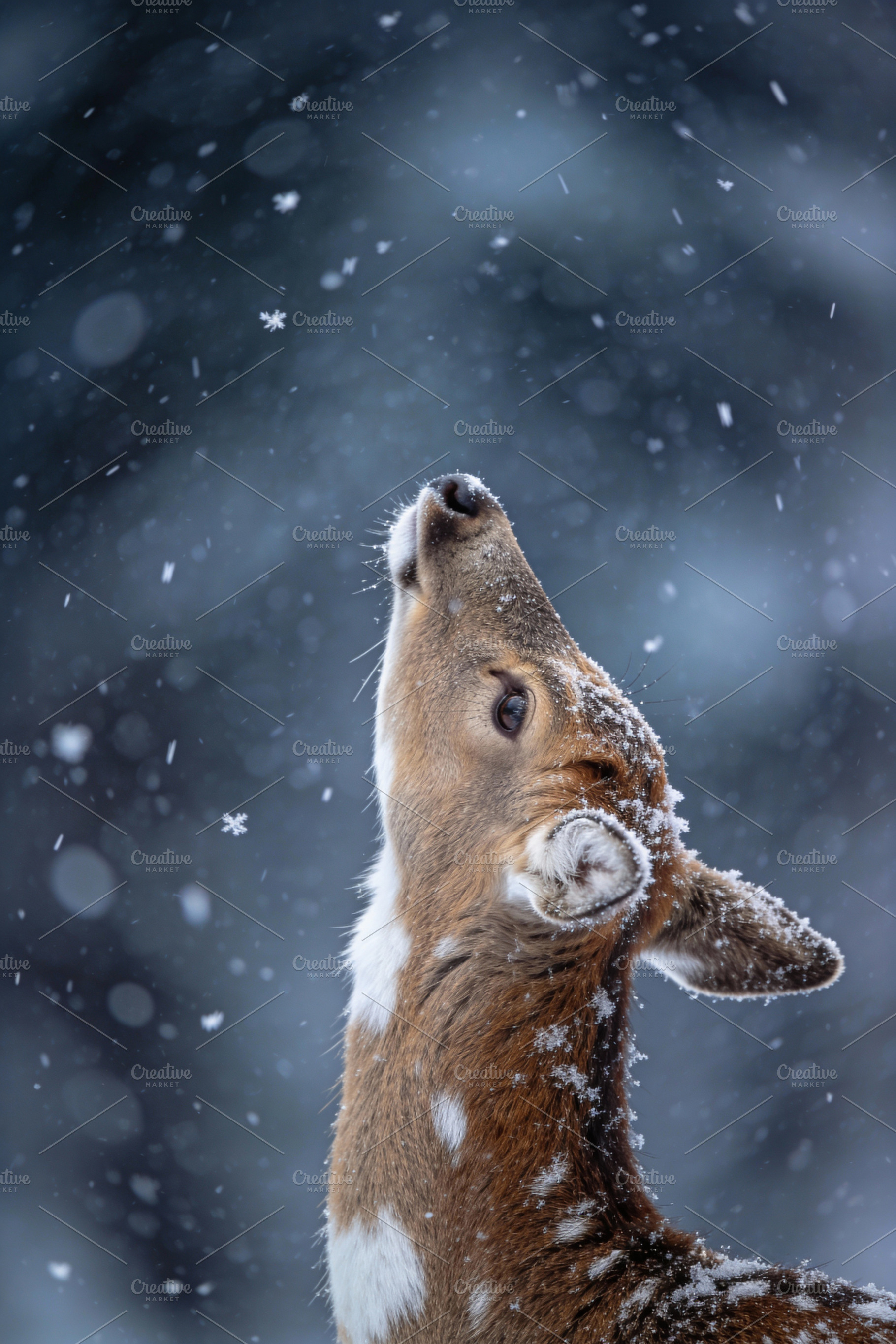 Peaceful Deer in Snowy Forest, an Animal Photo by Virgo Studio