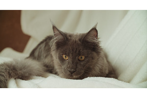 Funny Curious Grey Coon Cat Resting, an Animal Photo by Our Amazing World