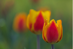 Bicolored red and yellow tulips in, a Nature Photo by Lukas Jonaitis SHOP