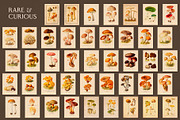 75 Vintage Mushroom Ephemera Artwork, a Decorative Illustration by The Object Atlas (Thumbnail 4 of 7)