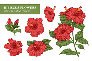 Hand drawn hibiscus flowers set, a Decorative Illustration by Good Studio