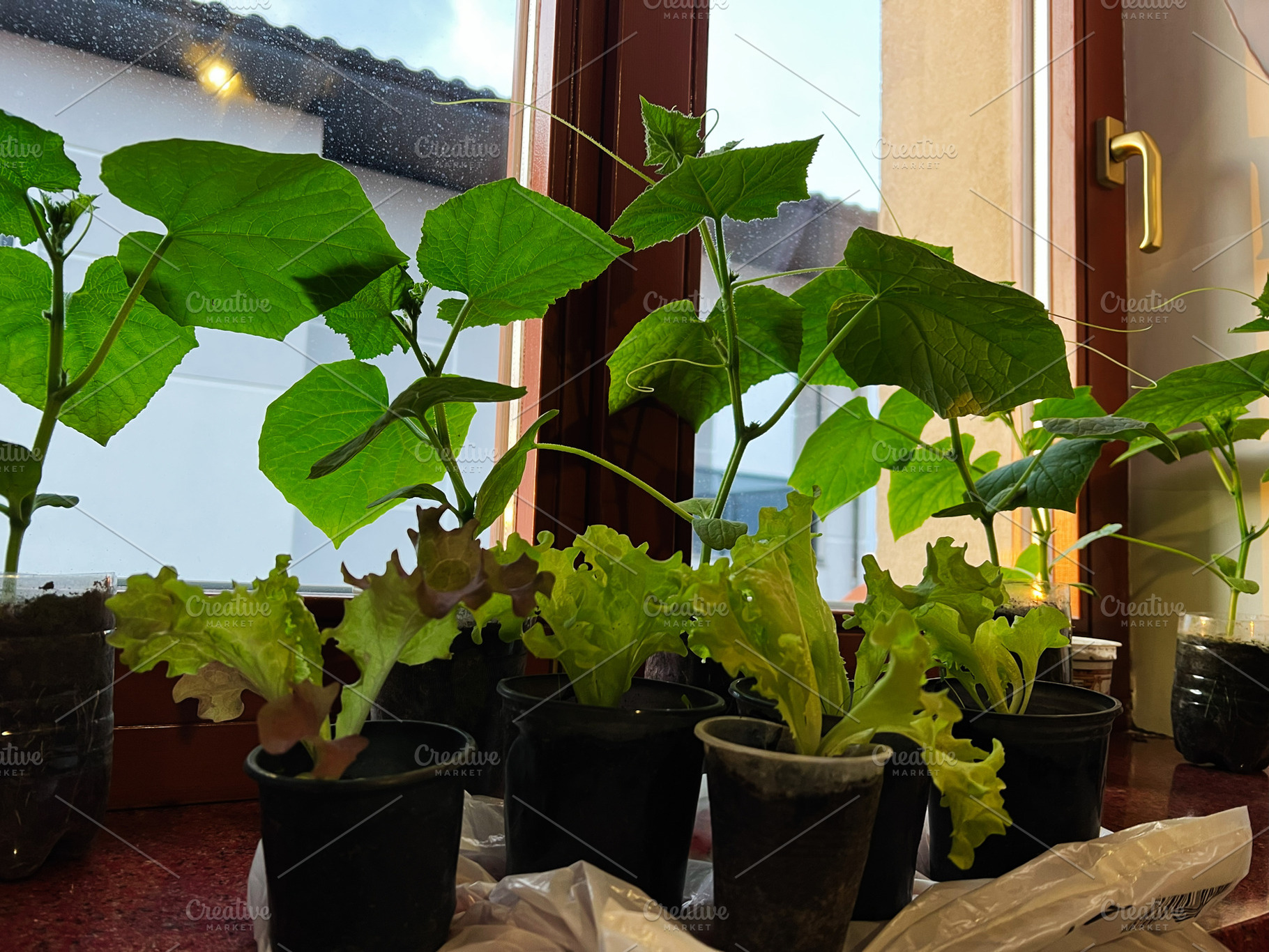 Indoor setup for growing lettuce and vegetables near a sunny window., a Photo by AS photostudio