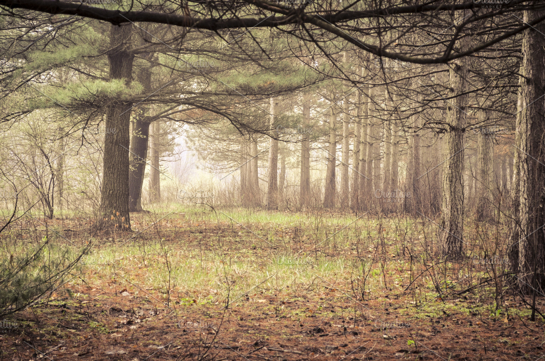 Pine Forest Featuring Woods Rustic And Forest
