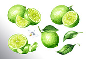 Lime citrus. Watercolor collection, a Food Illustration by Daria Ustiugova (Thumbnail 6 of 21)