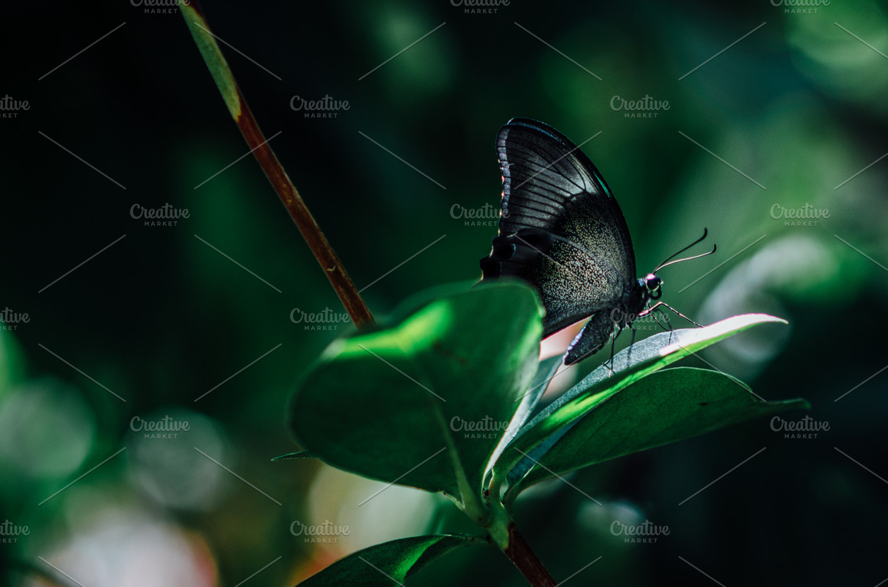 Black butterfly on leaf stock photo containing butterfly and insect, a Nature Photo by Stephanie Mikuls