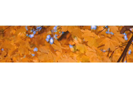 Autumn trees leaves against the sky, a Nature Photo by yanadjana