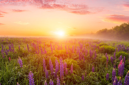 Majestic lupines field bathed in vibrant sunrise glow. A tranquil countryside s, a Nature Photo by Eugene_Photo