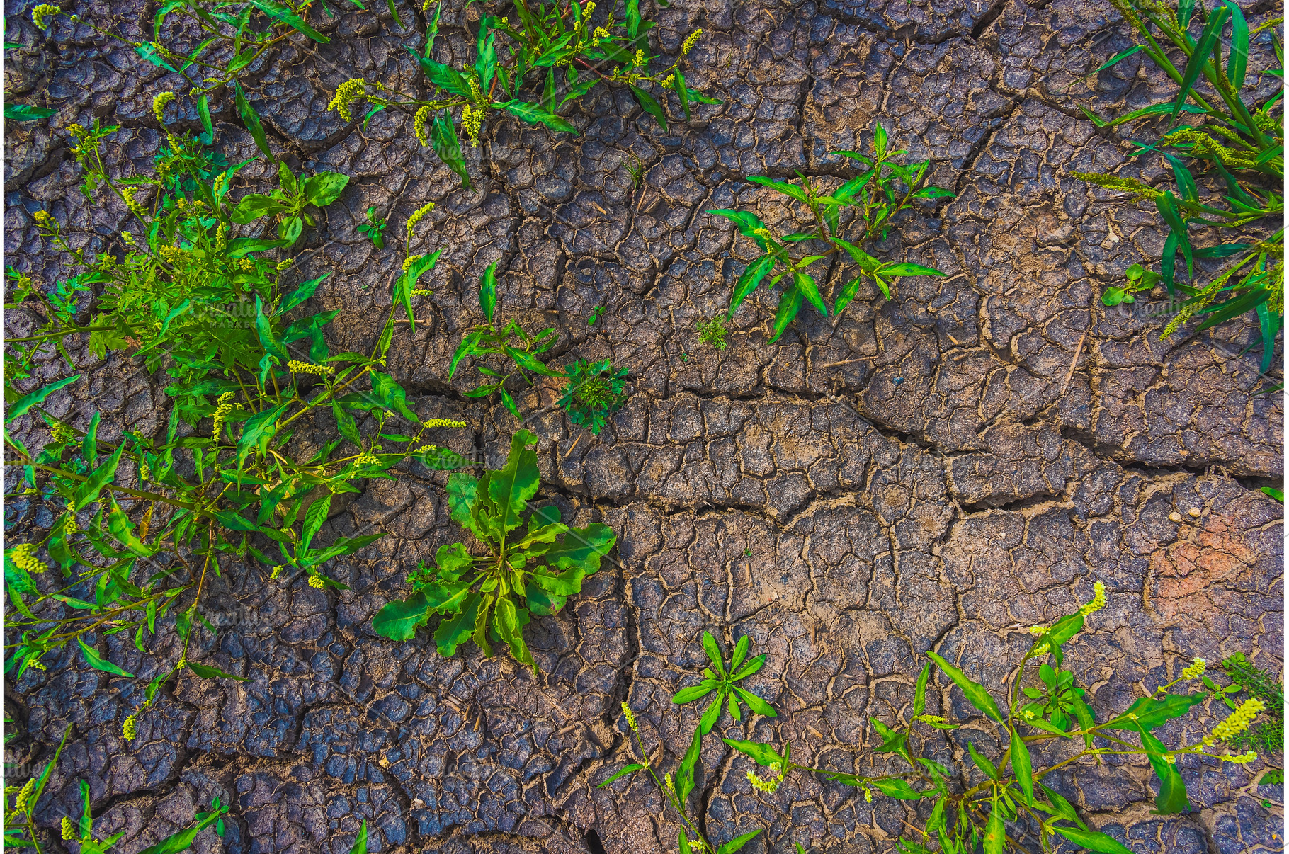 Cracked earth, metaphoric for, an Abstract Photo by Lukas Jonaitis SHOP