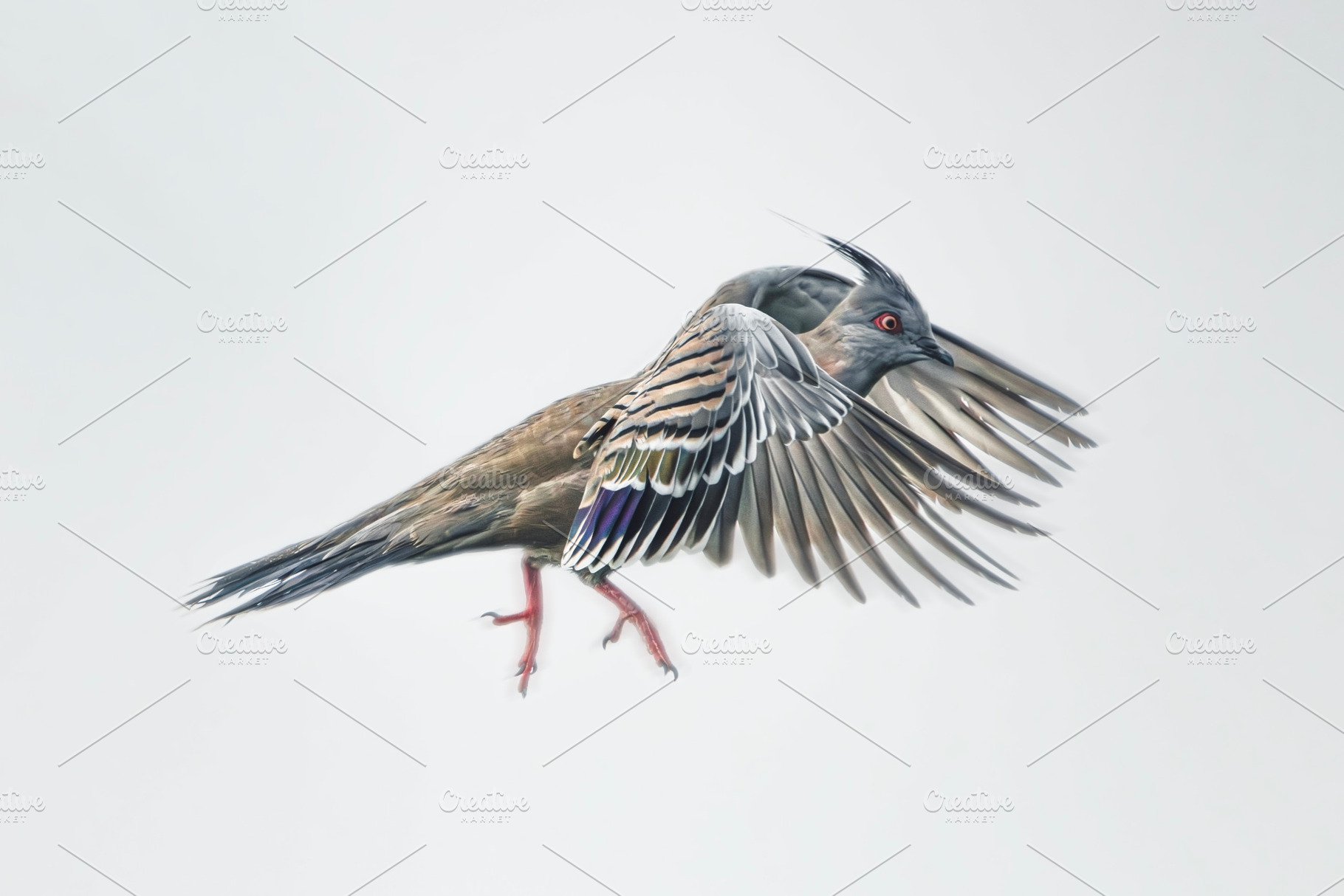 Crested Pigeon, an Animal Photo by Rob D Animal Photography