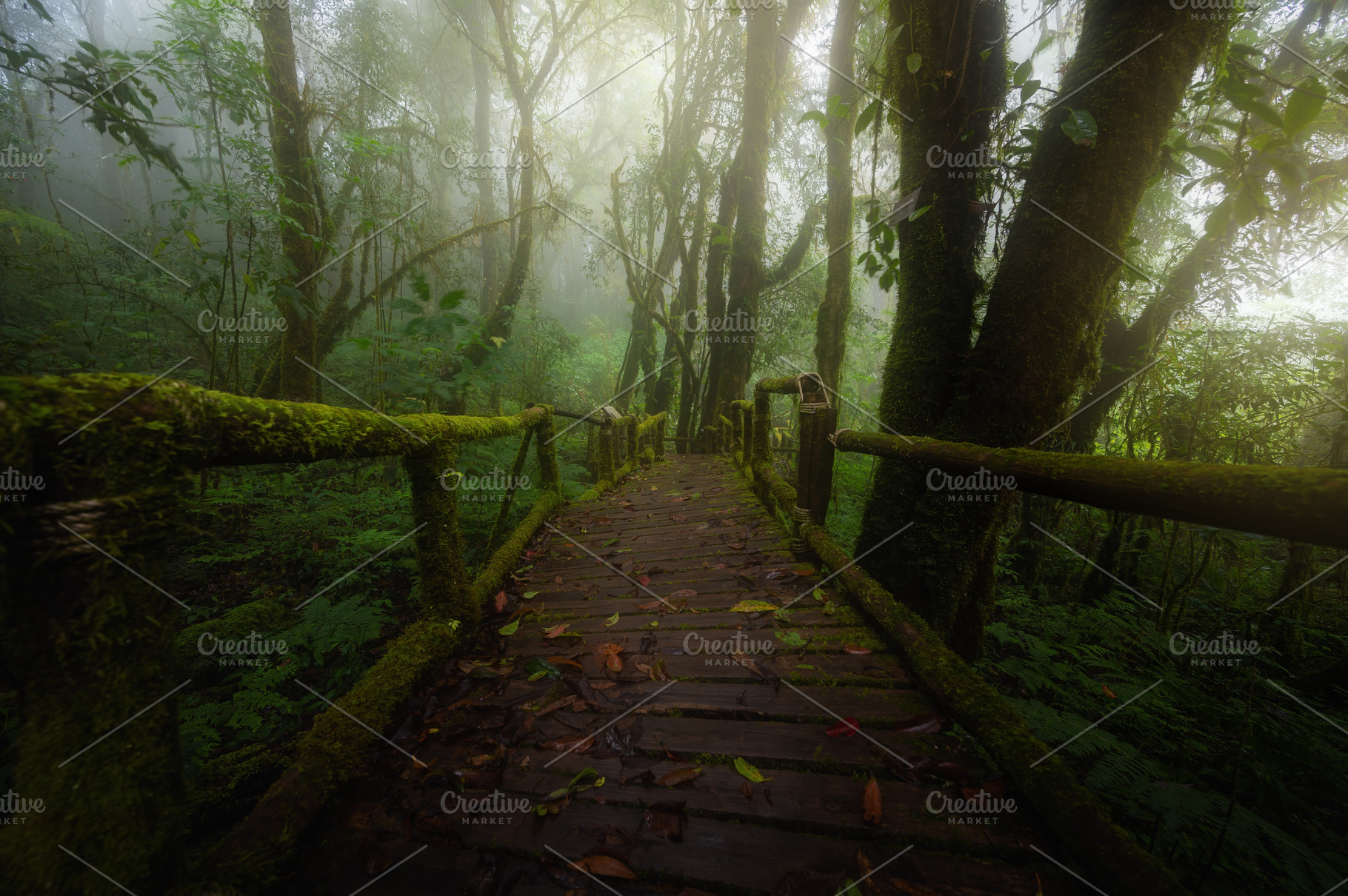 Ang Ka Luang Nature Trail path, a Nature Photo by KHphotography
