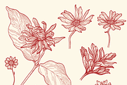 Engraved Botanicals, a Decorative Illustration by dariikos (Thumbnail 5 of 5)