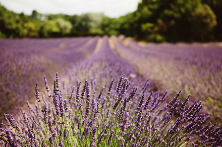 Lavender